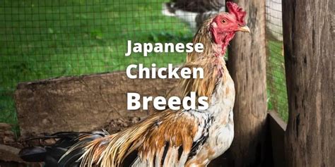 13 Japanese Chicken Breeds (Color, Eggs, Size.